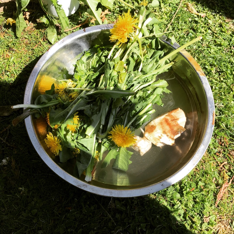 10 Wild Plants that are Good for your Health this&nbsp;Spring