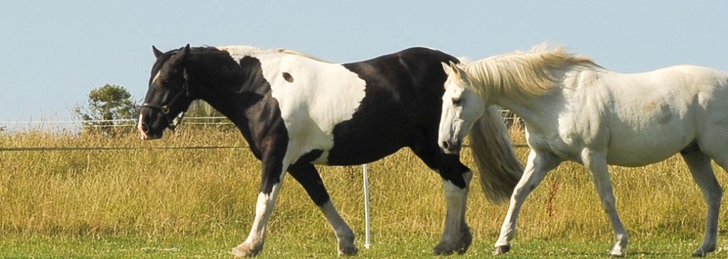 How a Fox Hunt Gave Me a Lesson in Nature’s Sixth Sense
