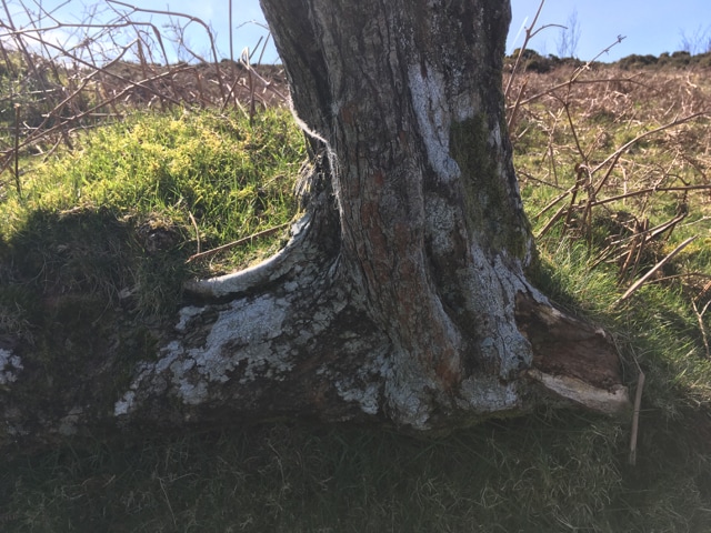 Foraging, Medicine Walks and Night Time&nbsp;Journeys