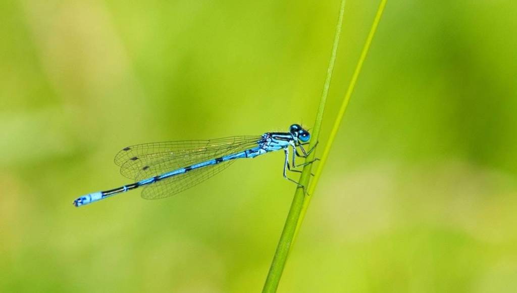 Newts, Damselflies, and Adders: Stories from a Medicine Walk in the&nbsp;Woods