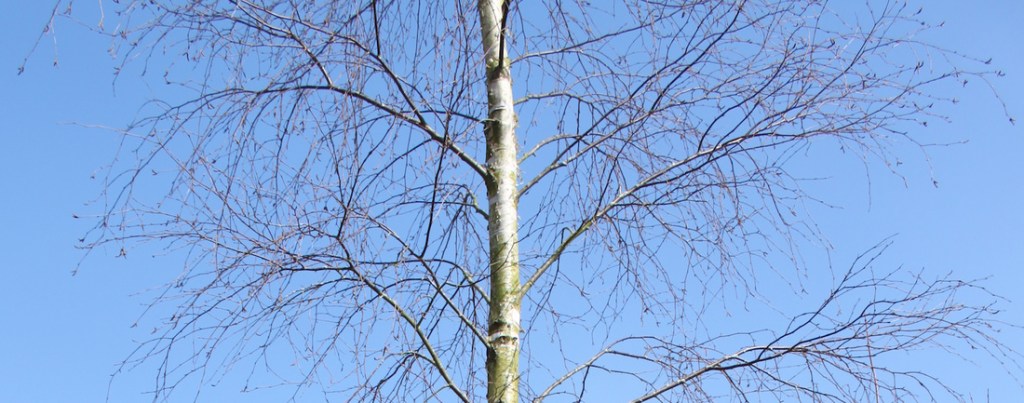 5 Benefits of Silver Birch Twig&nbsp;Tea